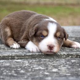 Candee - Red tri female Miniature Australian Shepherd puppy in Evant, Texas from Lazy VT Bar Ranch