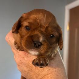 Garrett - Ruby male Cavalier King Charles Spaniel puppy in Lambertville, Michigan from Dream Dog LLC