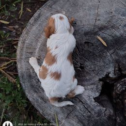 Anna - Blenheim female Cavalier King Charles Spaniel puppy in Phoenix, Arizona from Royal Desert Cavaliers