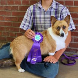 Karli - Pembroke Welsh Corgi