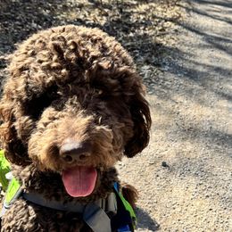 Mama Coco - Goldendoodle