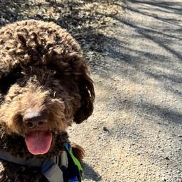 Mama Coco - Goldendoodle