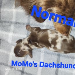 Norman - Dapple male Dachshund puppy in Antlers, Oklahoma from MoMo's Dachshunds