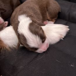 Gus - Red tri-color male Miniature American Shepherd puppy in Troy, Ohio from Wiggle Wags Miniature American Shepherds