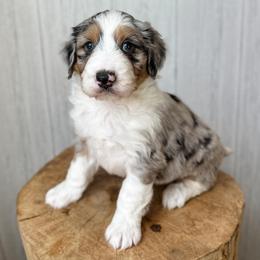 Edmund - Blue merle male Aussiedoodle puppy in Arlington, Washington from Doodle Love Laugh