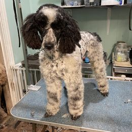 Panda - Poodle