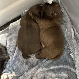 Shih Tzu Puppies from Sweet on Tzu