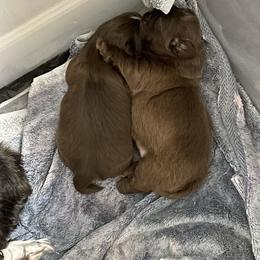 Shih Tzu Puppies from Sweet on Tzu
