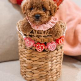 Jenny - Red  female Goldendoodle puppy in Iola, Texas from Supreme Doodles of Texas