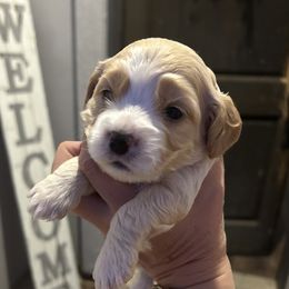 Cockapoos from Good Grief Doodles