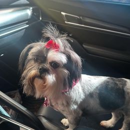 Shih Tzu and Yorkshire Terrier All Grown Up from Crystal j’s shihtzus