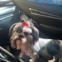 Shih Tzu and Yorkshire Terrier All Grown Up from Crystal j’s shihtzus