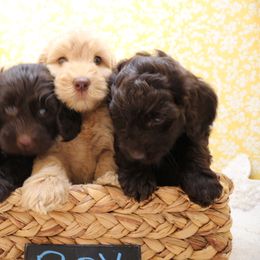 Australian Labradoodle Puppies from AKAs Doodles and Poodles, LLC