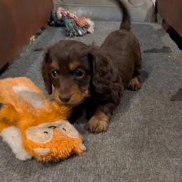Boy 2 - Chocolate and tan male Dachshund puppy in New Castle, Colorado from Shaffers low riding weiners
