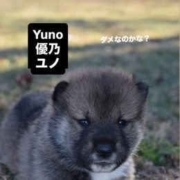 Yuno- Milgram girl - Red sesame female Shikoku puppy in Tribbey, Oklahoma from Osaka Ninken Shikoku