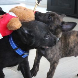 Dutch Shepherd Puppies from TecK9s