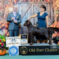Trick - Flat-Coated Retriever