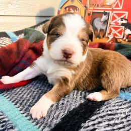 Jasmine - Red tri-color female Australian Shepherd puppy in Boise, Idaho from Black Canyon Corral Aussies