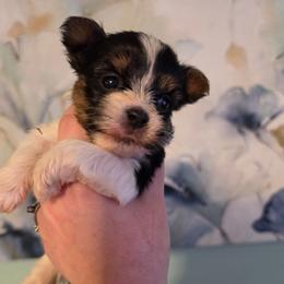 Leela - Parti female Yorkshire Terrier puppy in West Enfield, Maine from GRIFFEY'S SPA AND KENNEL
