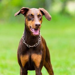 Kali - Doberman Pinscher