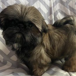 Shih Tzu Puppies from Ling Lings’ Shih Tzu
