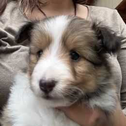 Dahlia - Sable and white female Shetland Sheepdog puppy in Portland, Oregon from Mountain Ash Farms