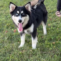 Tango - Tri-color male Pomsky puppy in Lewiston, Minnesota from Family Pomsky