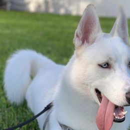 Siberian Huskies from Alessandra's Huskies