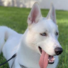 Siberian Huskies from Alessandra's Huskies