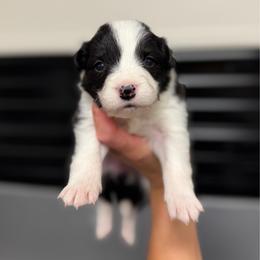 Fury - Black and white female Border Collie puppy in Kalispell, Montana from North Fork Border Collies