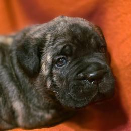 Boss - Black brindle male Cane Corso puppy in Nashville, Tennessee from PrestigiousK9