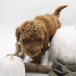 Assorted Doodle Crosses, Bernedoodle, Double Doodle, Goldendoodle, Labradoodle, and Whoodle Puppies from Our Little Farm Life Doodles