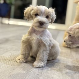 Blossom - Wheaten female Miniature Schnauzer puppy in Charlotte, North Carolina from Golden Leaf Kennels LLC