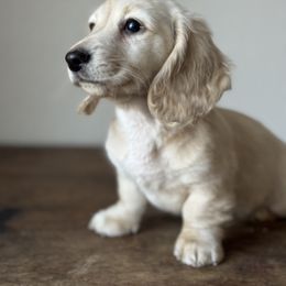 Dachshund Puppies from Lawson's Kennel