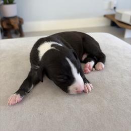 Jaguar - Black male Whippet puppy in Fort Myers, Florida from Rainbow Whippets