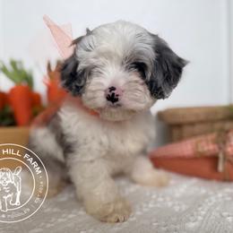Larkin - Merle male Cavapoo puppy in Fayetteville, Arkansas from Silver Hill Farm