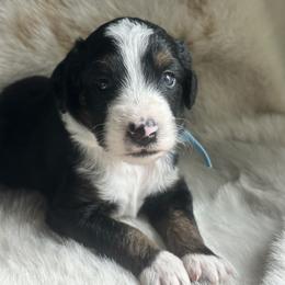Aussiedoodle and Miniature Australian Shepherd Puppies from The Finished Dog