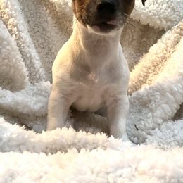 Border Collie and Jack Russell Terrier Puppies from CP FARMS BORDER COLLIES N JACKS CORP