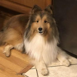 Wasabi - Shetland Sheepdog