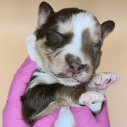 Remi3Boy5- RMM,Long,AKC,OFA,Genetics - Red merle male Australian Shepherd puppy in South Hill, Virginia from Silverside Aussies LLC