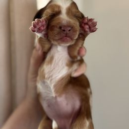 Mini (AKC FULL) - Dapple female Dachshund puppy in Somerville, Texas from Shutt Pup's