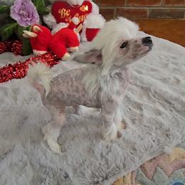 Francis - White and black female Chinese Crested puppy in Amarillo, Texas from Victoria's Chinese Cresteds Long Star Angels