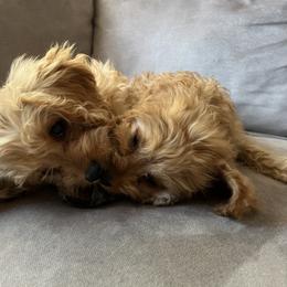 Cavapoo Puppies from Campbell Cavapoos