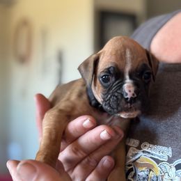 Rooster -Black Male - Fawn male Boxer puppy in Madras, Oregon from BnT Boxers