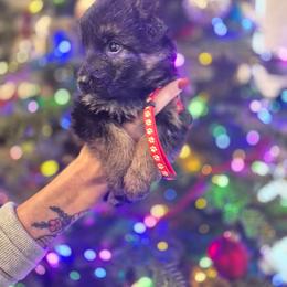 Red Collar female - Black and red female German Shepherd puppy in Eugene, Oregon from Vom Osuna K9s