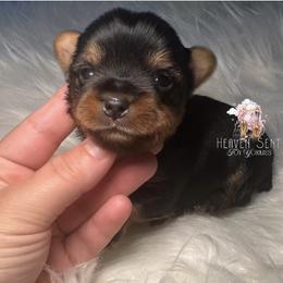 Toto - Black and gold male Yorkshire Terrier puppy in Riverside, California from Heaven_sent_toy_yorkies