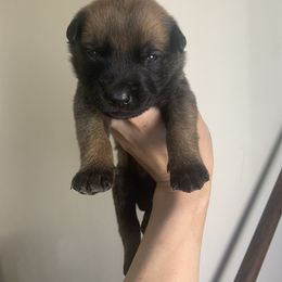 Belgian Malinois, Bull Terrier, and Dutch Shepherd Puppies from ROSC K9