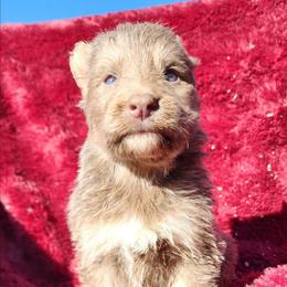 Amethyst - Isabella female German Shepherd puppy in Los Lunas, New Mexico from Mali's German Shepherds