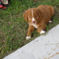 Nova Scotia Duck Tolling Retriever Puppies from Healing Towards Heeling