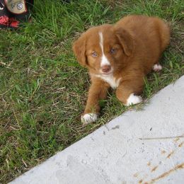 Nova Scotia Duck Tolling Retriever Puppies from Healing Towards Heeling